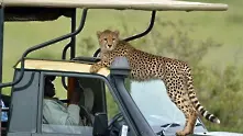 Ако ви се случи близка среща с гепарди 